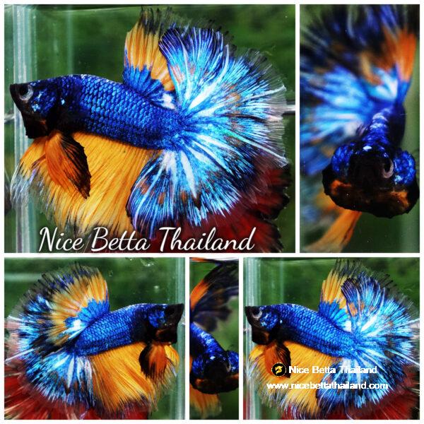 Betta fish Blue Dragom Mustard Gas Hawk OHM