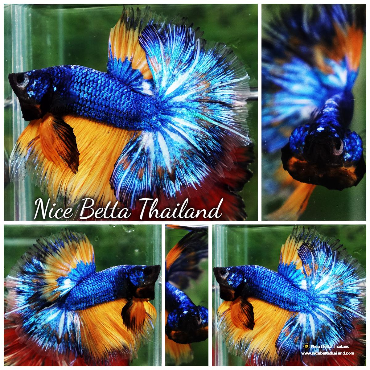 Betta fish Blue Dragom Mustard Gas Hawk OHM