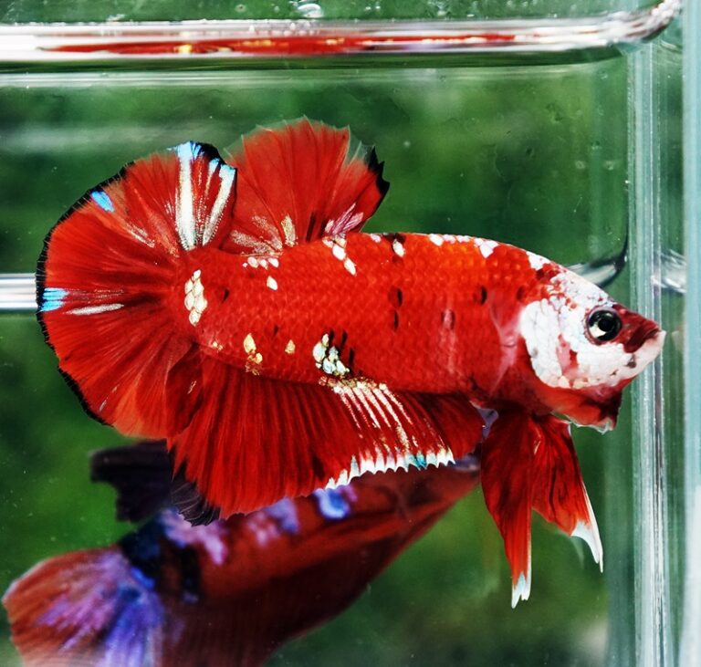 Geka Fish Betta fish Giant Helmet Kujaku Koi HMPK - nicebettathailand.com