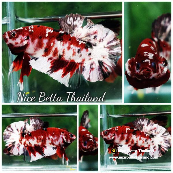 Betta fish Copper Red Koi Star HMPK