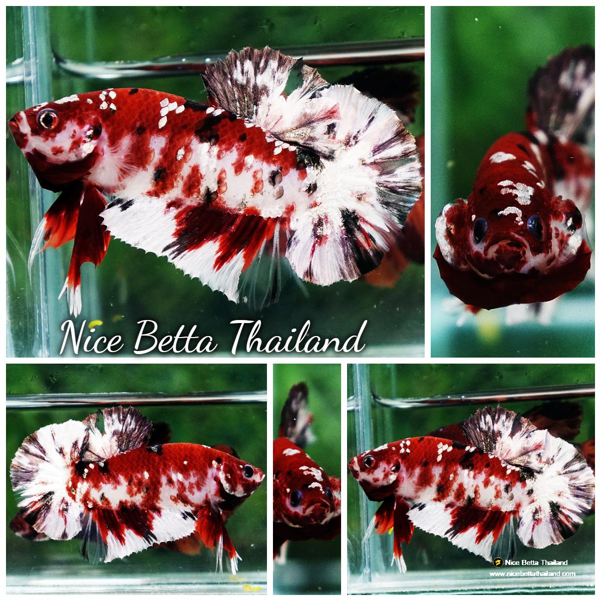 Betta Rô Betta fish Copper Red Koi Star HMPK - nicebettathailand.com