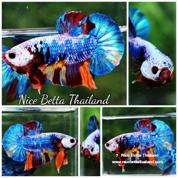 Betta fish Fancy Multicolor Dragon HMPK