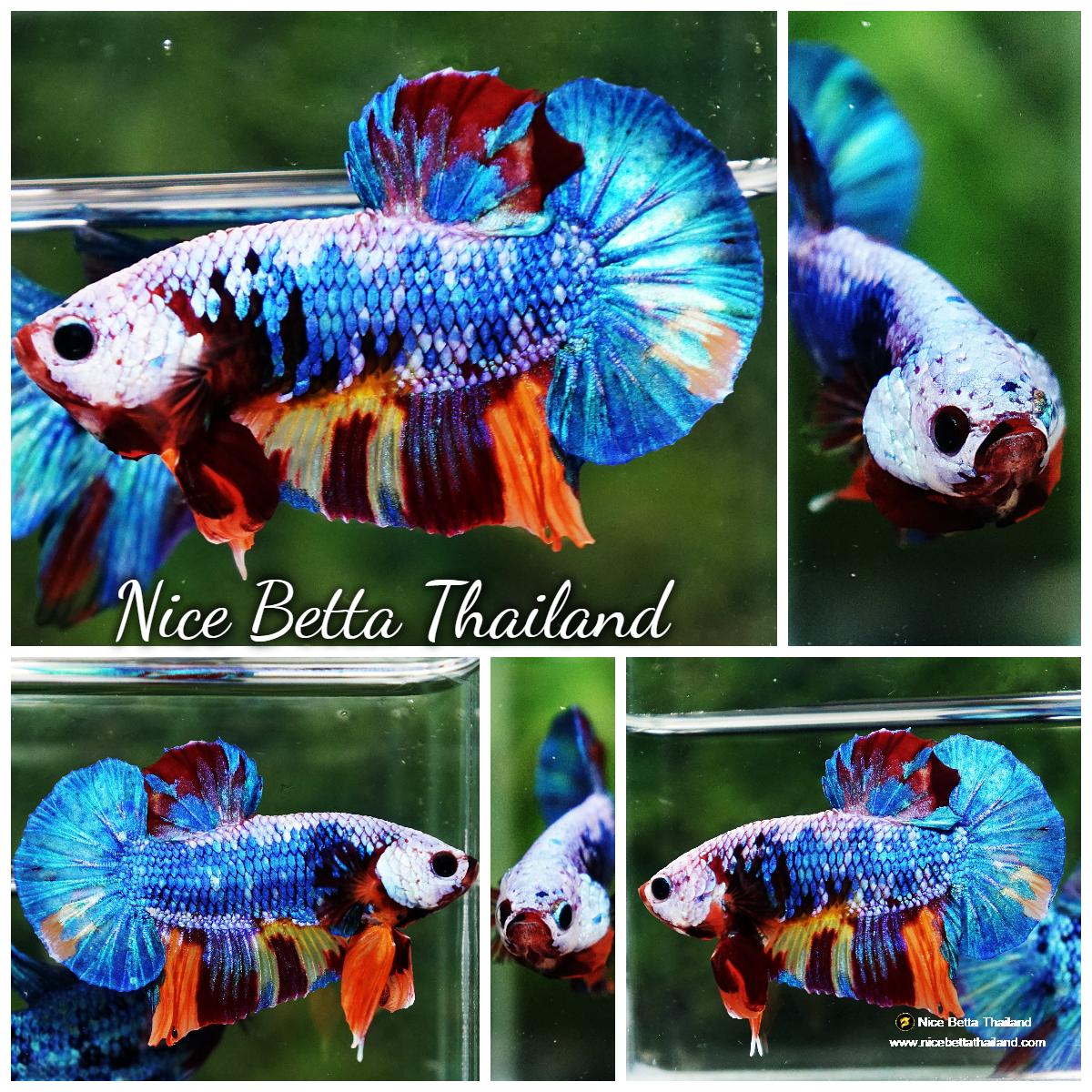 Betta fish Fancy Multicolor Dragon HMPK