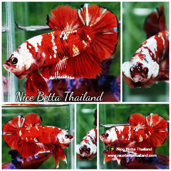 Betta fish Giant Helmet Kujaku Koi HMPK