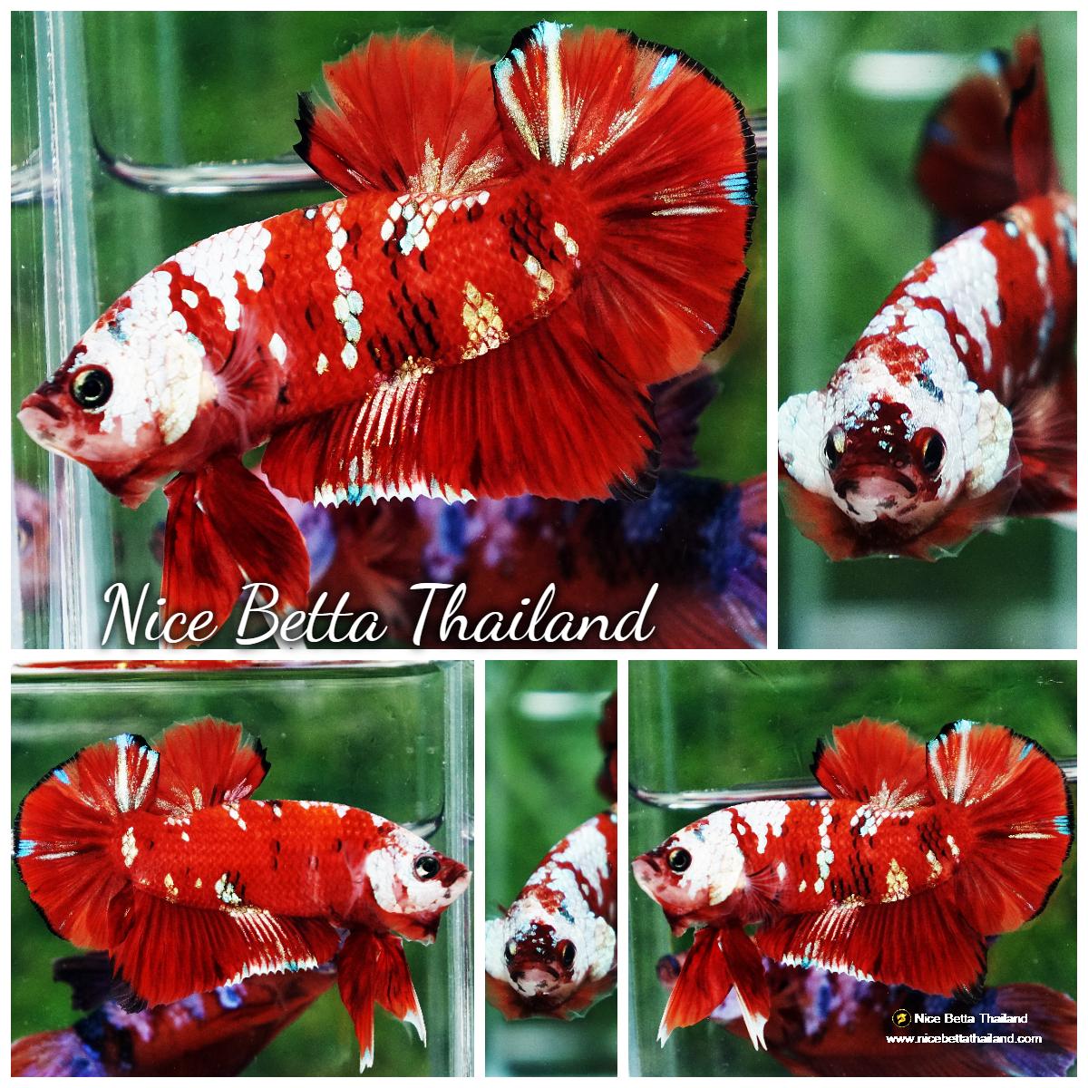 Betta fish Giant Helmet Kujaku Koi HMPK