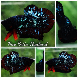 Betta fish Black Star Avatar Vampire HMPK