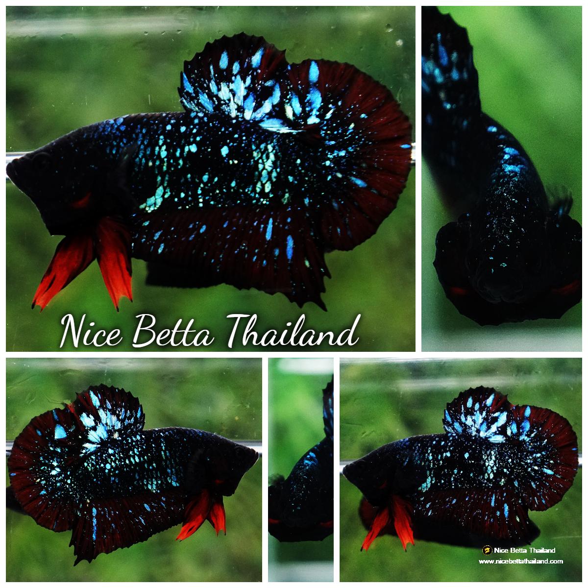 Betta fish Black Star Avatar Vampire HMPK