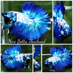 Betta fish Betta fish Prince of Blue Marble Series OHM