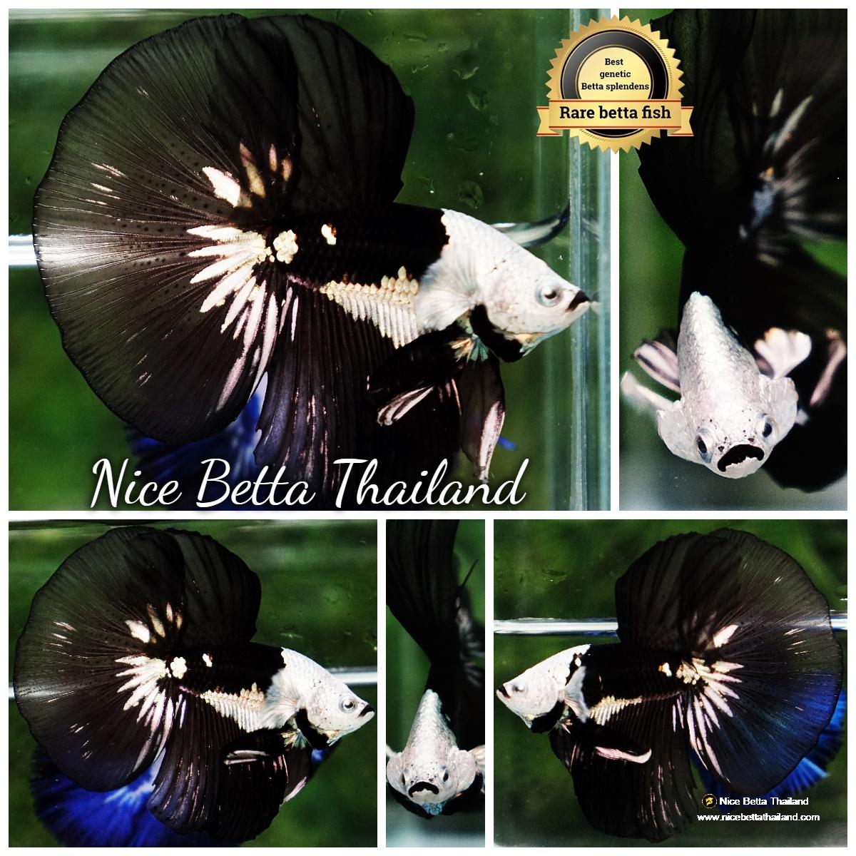 Betta fish Premium Helmet Shadow Black Black Star Samurai HM (Ultra Rare)