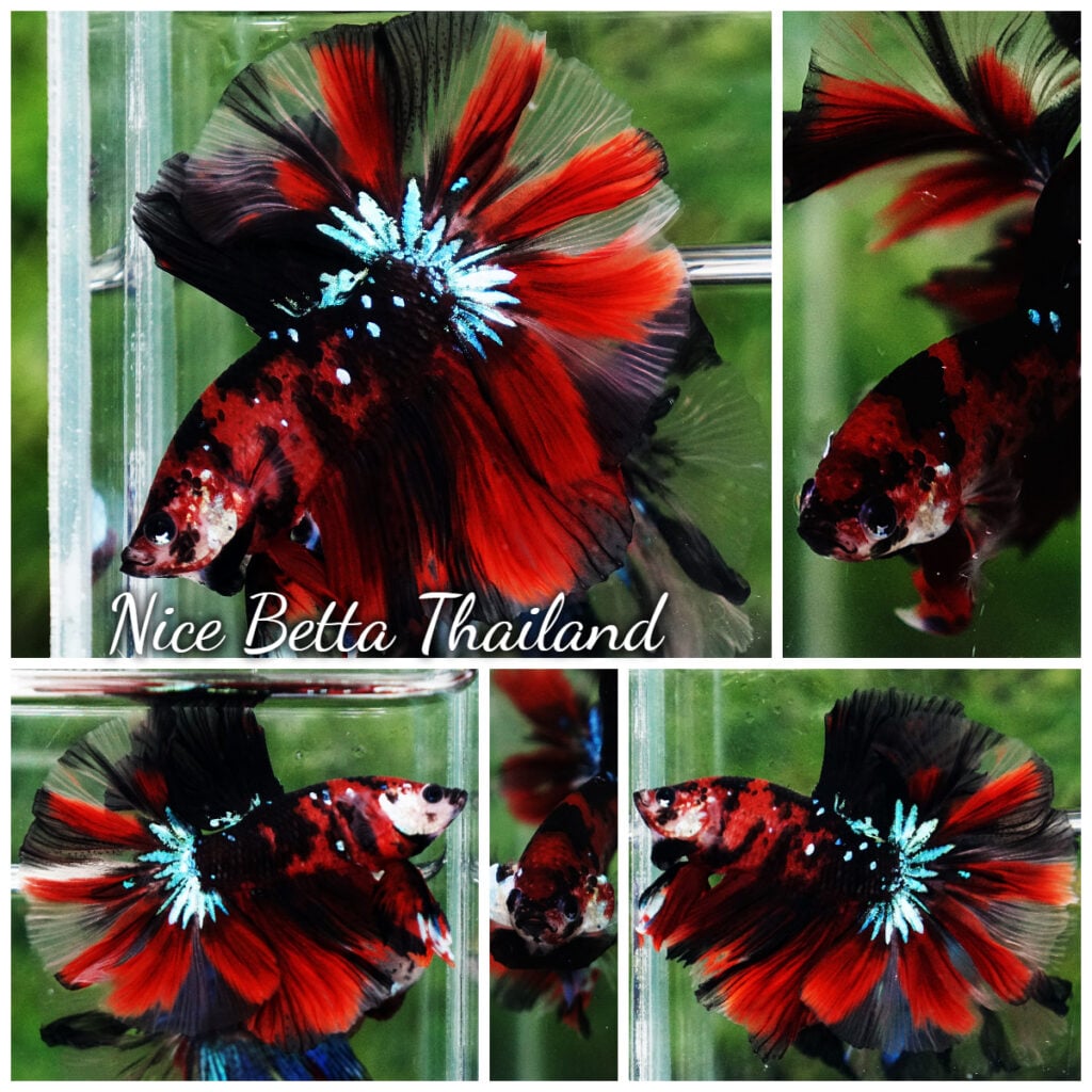 The most expensive betta fish in the world. - nicebettathailand.com