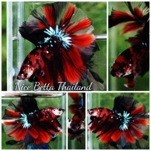 Betta fish Red Tiger Koi OHM