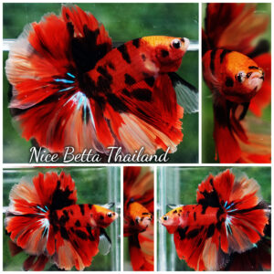 Betta fish Red Tiger Nemo Koi OHM