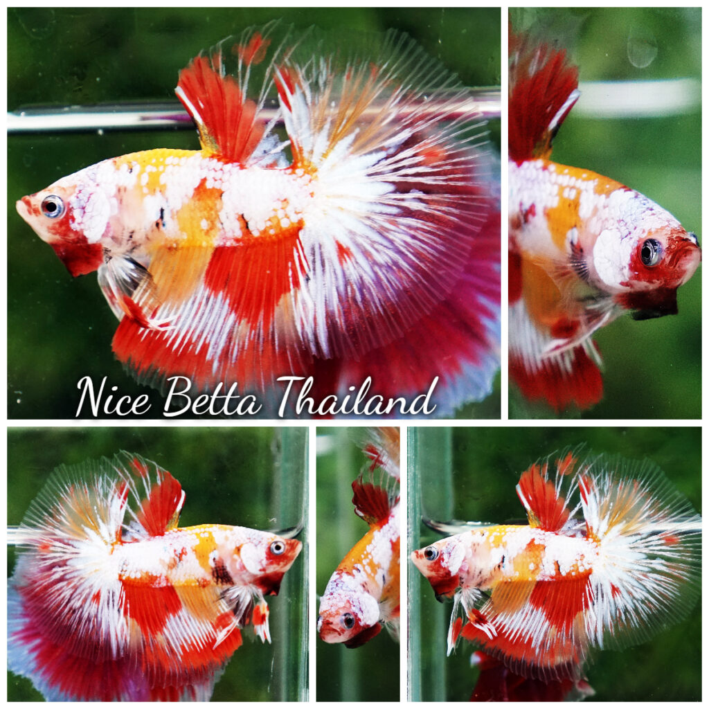 『AMAZING THAI BETTA』 r05-251-Betta-fish-Prince-of-