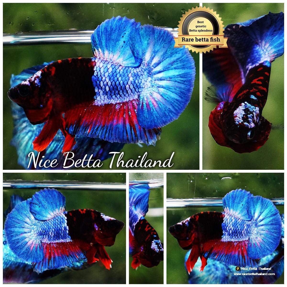 Betta fish Premium Hell boy Merman HMPK (Ultra Rare)