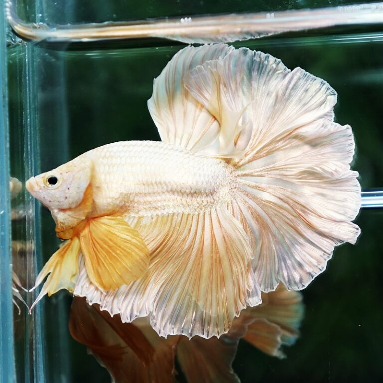 Beta Fish Silver Male Half Moon Betta - nicebettathailand.com
