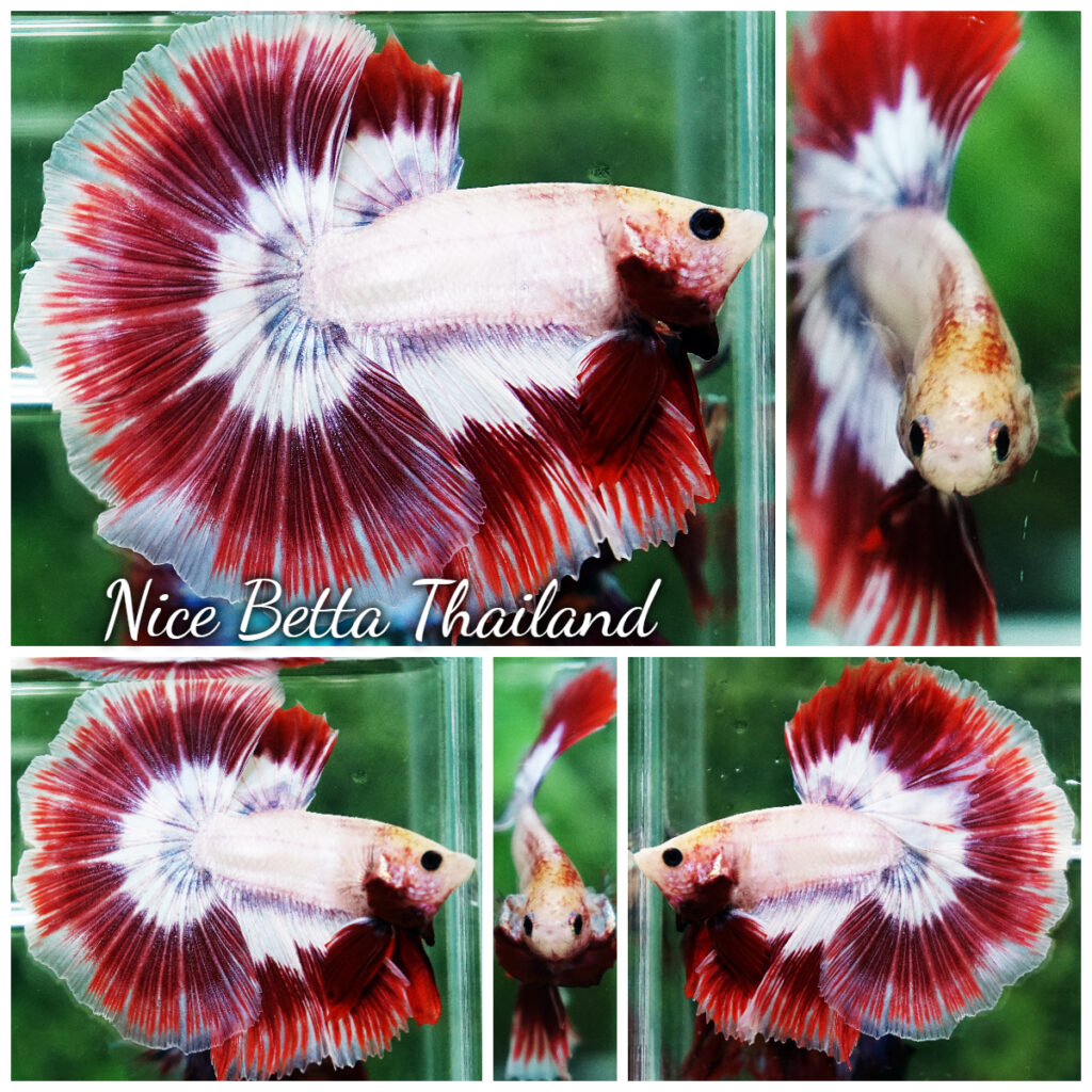 Rare Super Giant Koi Multicolors Betta Fish For Sale