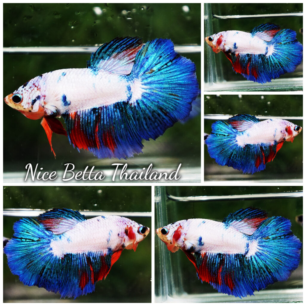 Class color guideline Open color in betta fish competition ...