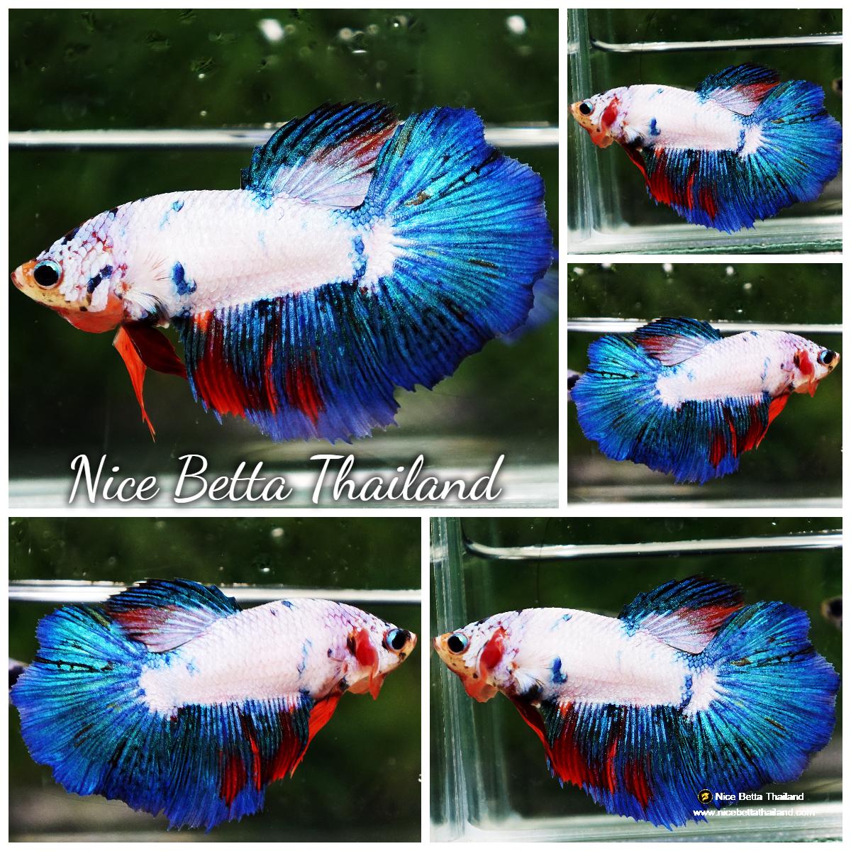 Betta fish Female Deep Clean White Opaue (HM) - nicebettathailand.com