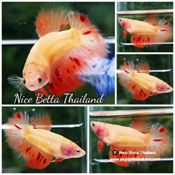 Betta fish Female Armageddon Meteor HM