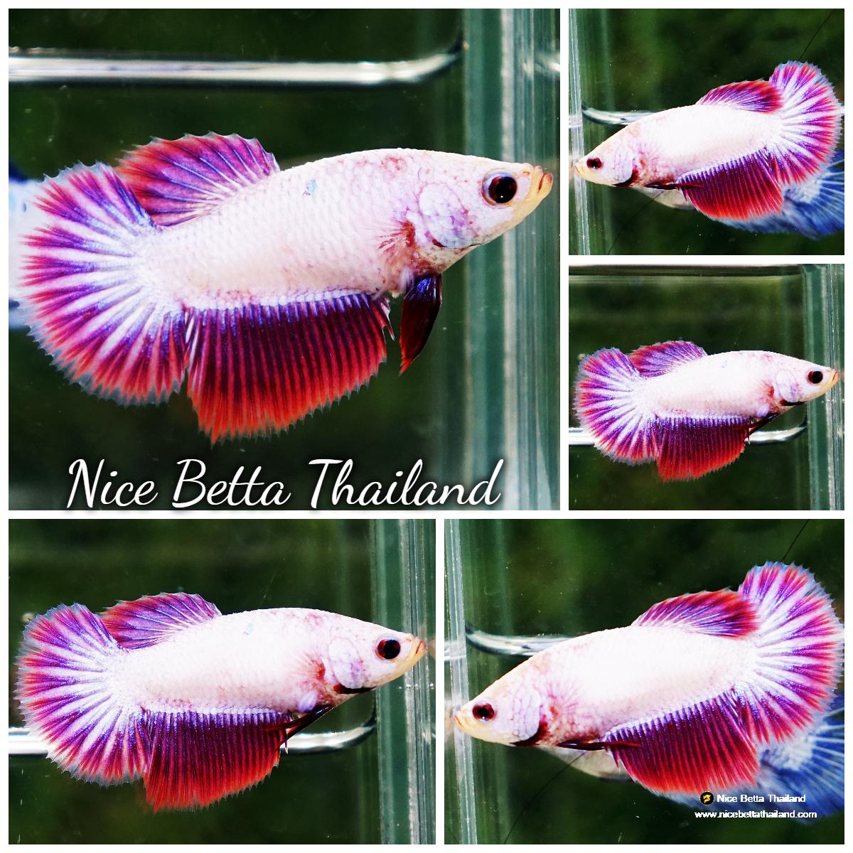 Betda Fish Betta fish Queen Samurai Mustard Avatar Warrior (Rare ...