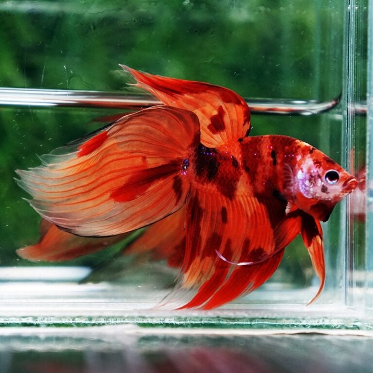 Veaha Fish Veiltail Betta fish (VT) - nicebettathailand.com