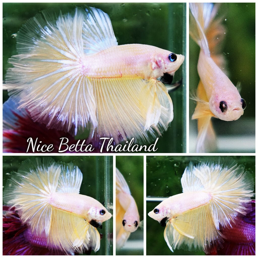 Betta fish shop - nicebettathailand.com