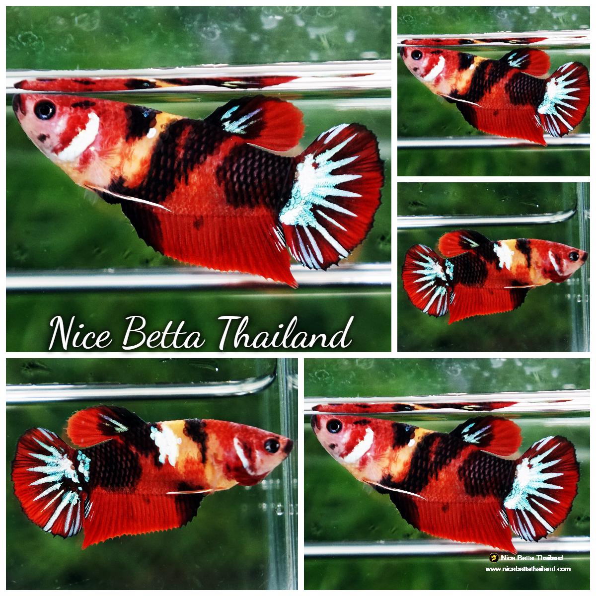 Betta fish Female Candy Nemo Star HMPK - nicebettathailand.com