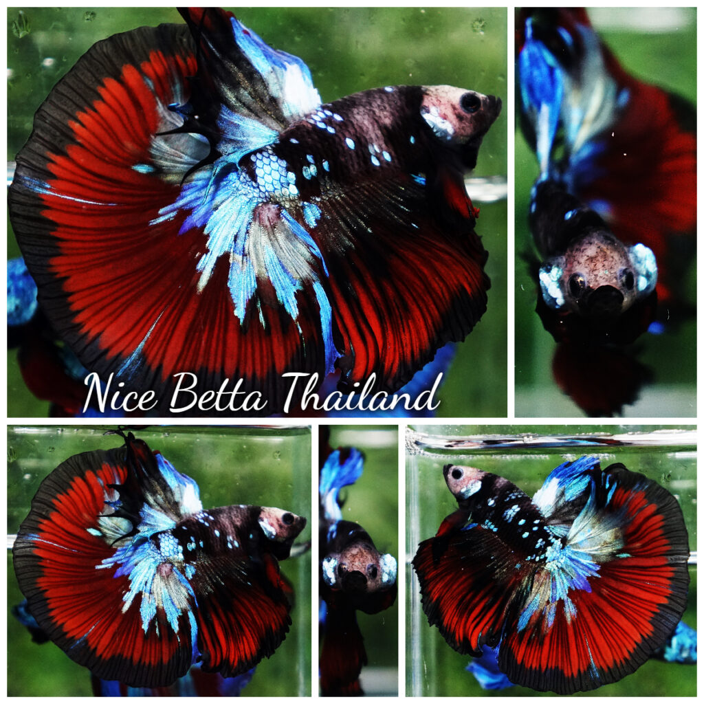 Avatar Betta Fish for Sale - nicebettathailand.com
