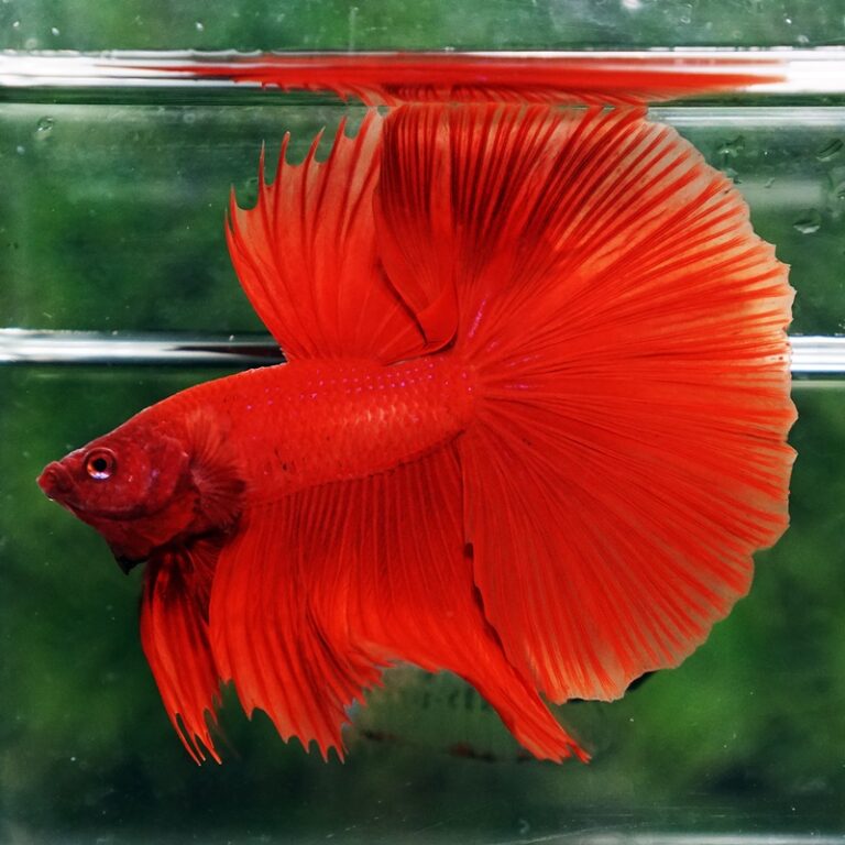 Betta fish Deep Super Red HM - nicebettathailand.com
