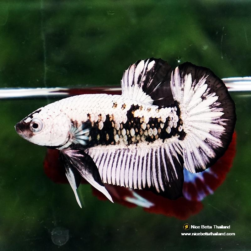 Samural Fish Betta fish Samurai Dragon HMPK - nicebettathailand.com