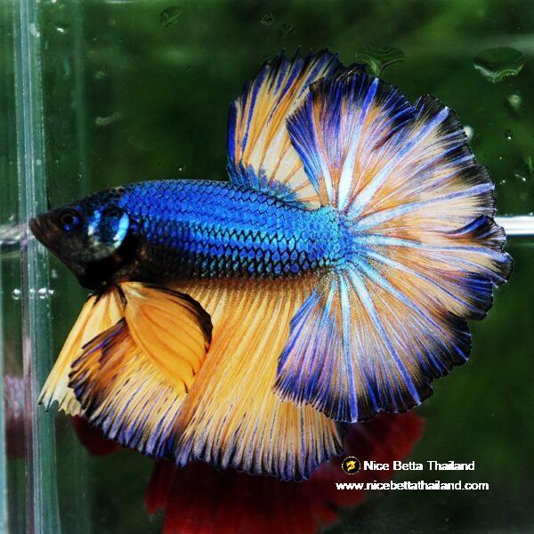 Betta fish Blue Dragon Mustard Gas Rosetail OHM - Image 4