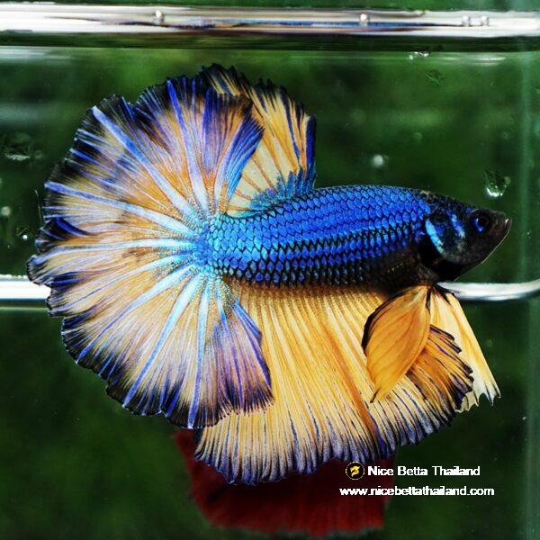 Betta fish Blue Dragon Mustard Gas Rosetail OHM - Image 3