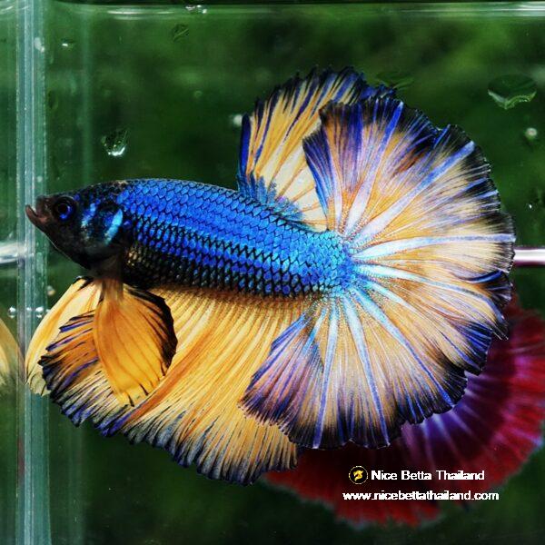 Betta fish Blue Dragon Mustard Gas Rosetail OHM - Image 5