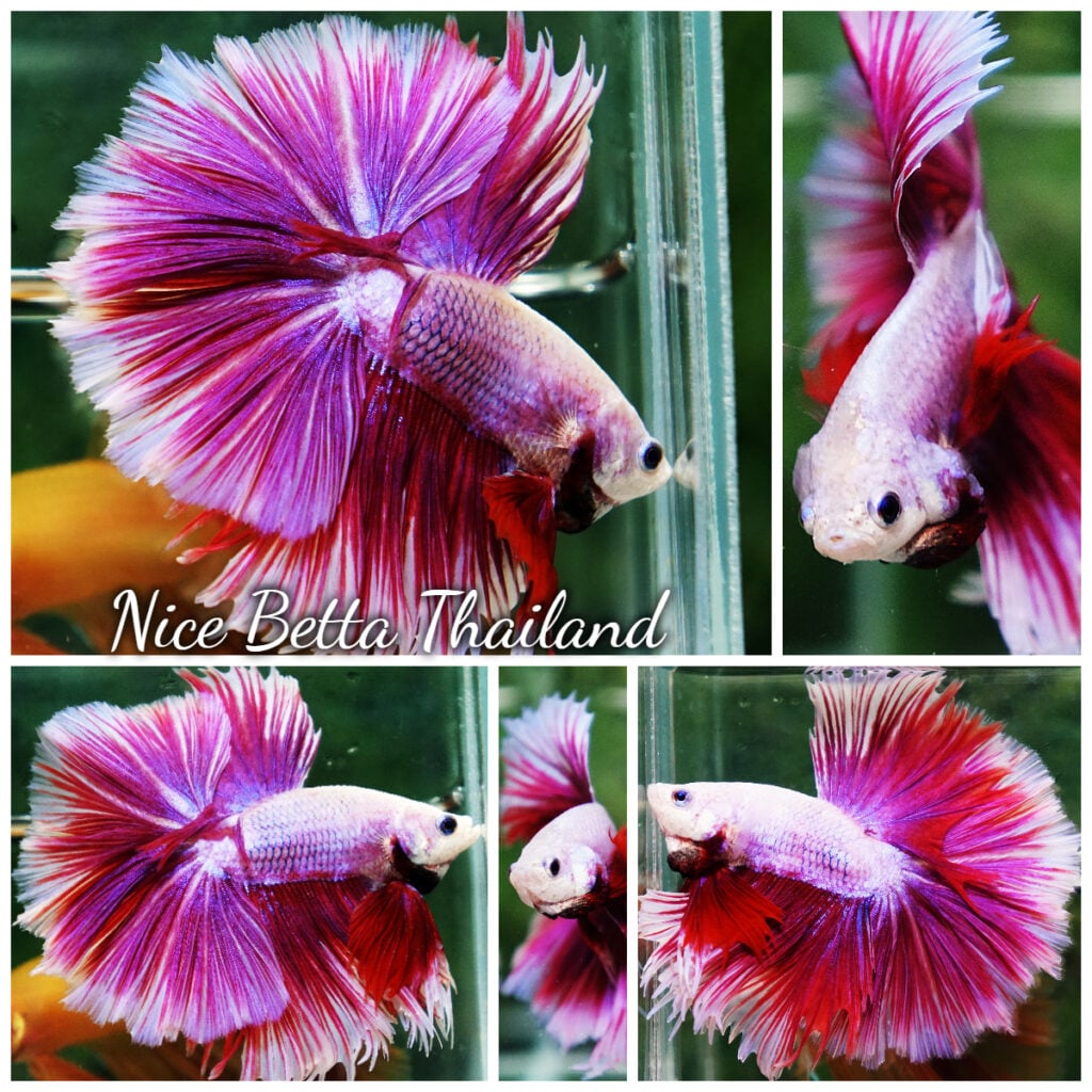 Half sun betta fish for Sale - nicebettathailand.com