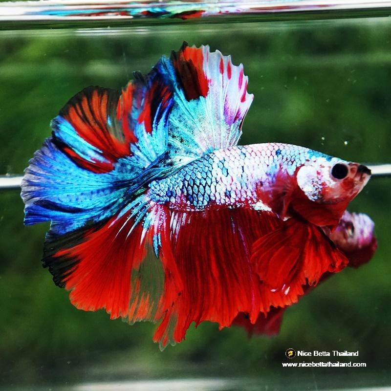Red Pattern Betta Fish Betta fish Fancy Red Multicolors OHM - nicebettathailand.com