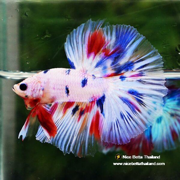 Betta fish Prince Fancy Rainbow Hawk OHM - Image 2