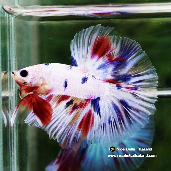 Betta fish Prince Fancy Rainbow Hawk OHM - Image 4