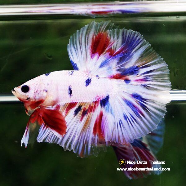 Betta fish Prince Fancy Rainbow Hawk OHM - Image 6