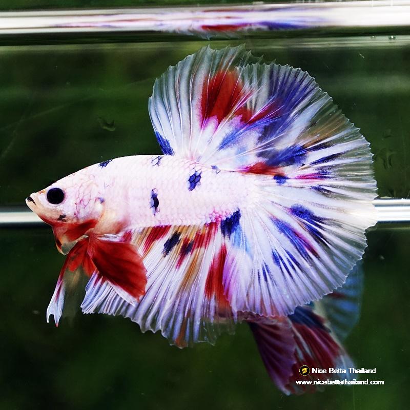 Betta Fish Fancy Captian America Sky Hawk OHM