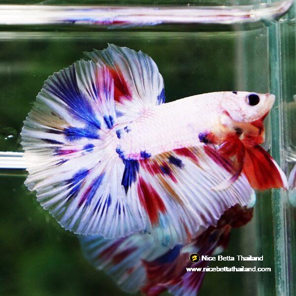 Betta fish Prince Fancy Rainbow Hawk OHM - Image 3