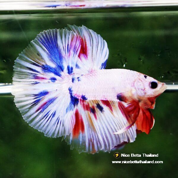 Betta fish Prince Fancy Rainbow Hawk OHM - Image 5