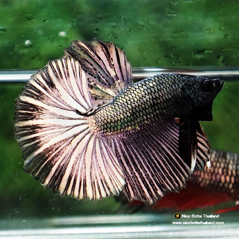Dopper Fish Betta fish Copper Gold Classic OHM - nicebettathailand.com