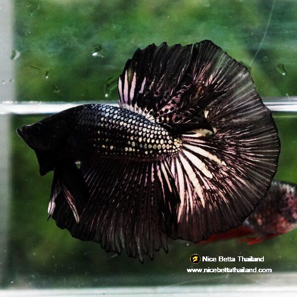 Betta fish Black Copper Dragon OHM - Image 3