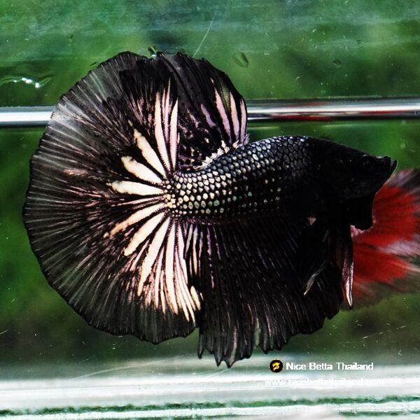Betta fish Black Copper Dragon OHM - Image 2