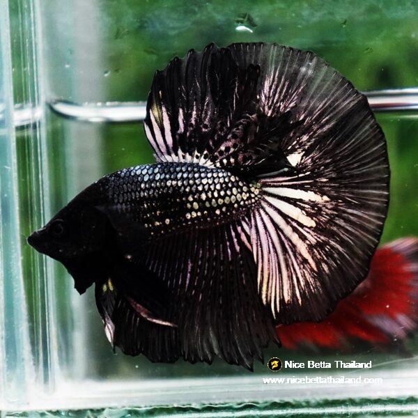 Betta fish Black Copper Dragon OHM - Image 4