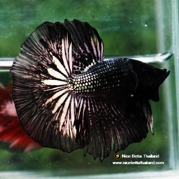Betta fish Black Copper Dragon OHM - Image 5