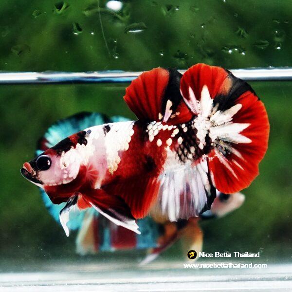 Betta fish Red Tuxedo Copper Koi OHMPK - Image 3