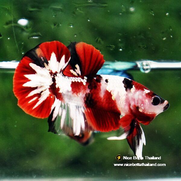 Betta fish Red Tuxedo Copper Koi OHMPK - Image 2