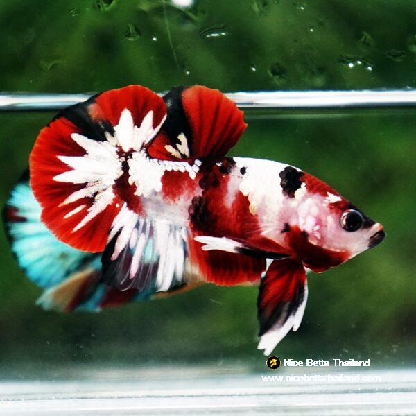 Betta fish Red Tuxedo Copper Koi OHMPK - Image 4