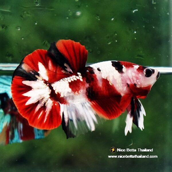 Betta fish Red Tuxedo Copper Koi OHMPK - Image 6